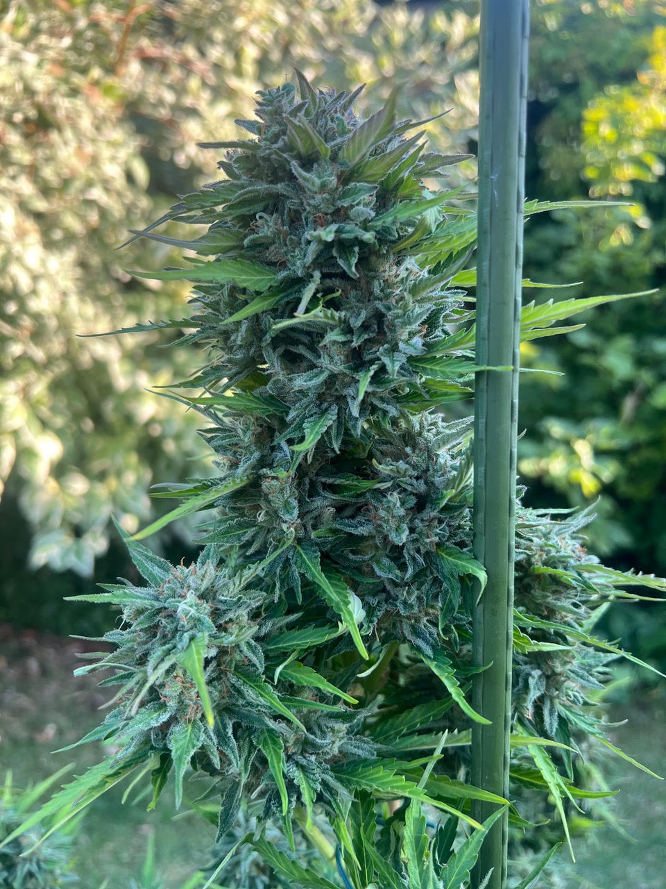 MaxSeeds Blueberry 7 Stück