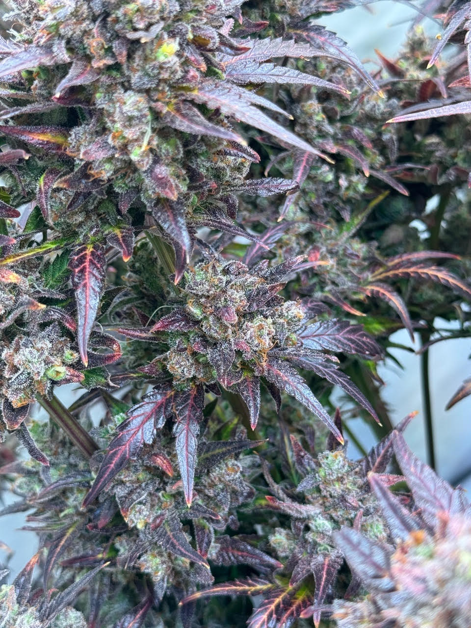 MaxSeeds Blueberry 3 Stück